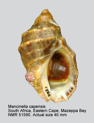 Mancinella capensis.jpg - Mancinella capensis(Petit,1852)